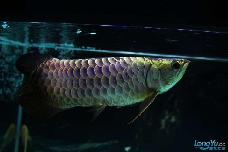 七彩金龍魚圖片大全【《七彩金龍魚圖片大全》】