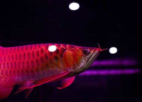 七彩金龍魚圖片大全【《七彩金龍魚圖片大全》】