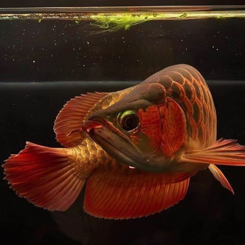 七彩金龍魚圖片大全【《七彩金龍魚圖片大全》】