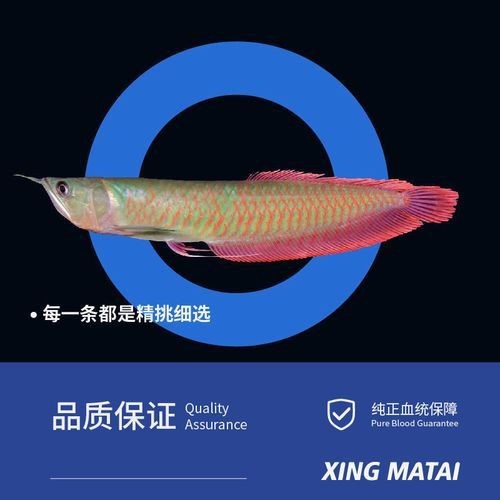 七彩金龍魚圖片大全【《七彩金龍魚圖片大全》】