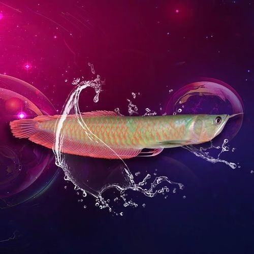 七彩金龍魚圖片大全【《七彩金龍魚圖片大全》】