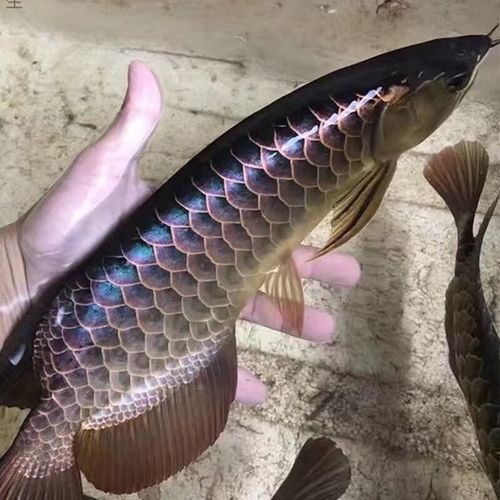 七彩金龍魚圖片大全【《七彩金龍魚圖片大全》】