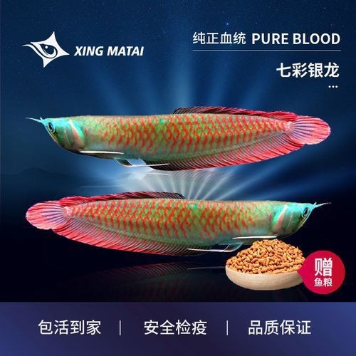 七彩金龍魚圖片大全【《七彩金龍魚圖片大全》】