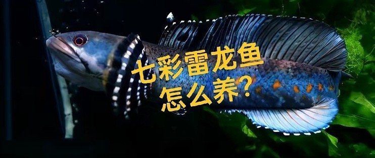七彩金龍魚圖片大全【《七彩金龍魚圖片大全》】