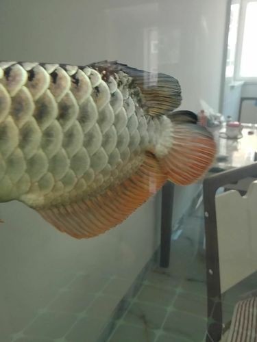 給我一張金龍魚珠鱗全亮的圖片【如何快速區分金龍魚珠鱗全亮是過背金龍魚的重要標志】