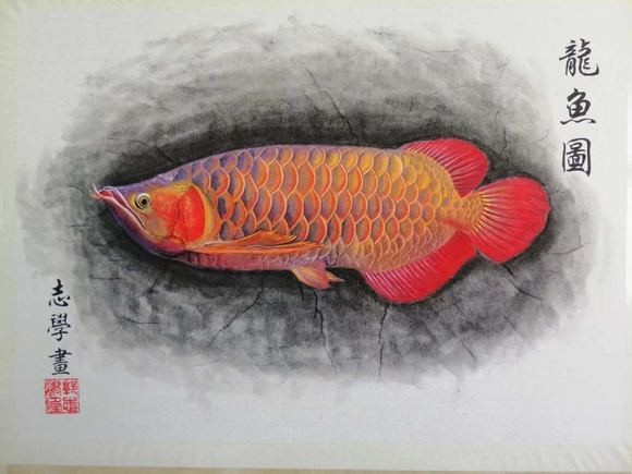 金頭過背金龍魚最忌三個東西【金頭過背金龍魚在養殖過程中需要充足游動空間】