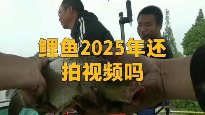鯉魚2025新視頻【《鯉魚2025新視頻》全新視覺體驗】 鯉魚2025新視頻【《鯉魚2025新視頻》全新視覺體驗】 龍魚百科 第1張