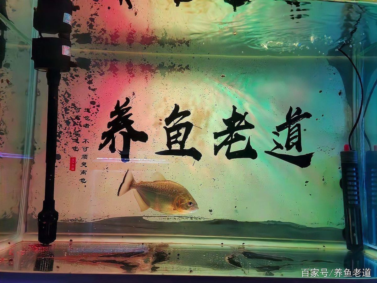 觀賞魚用鹽有什么要求嗎【觀賞魚用鹽多久換一次觀賞魚用鹽的正確做法是什么】