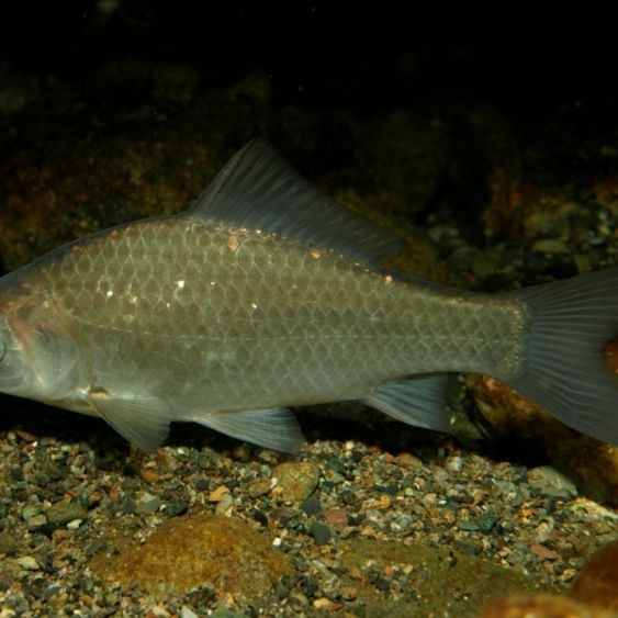 鯽魚(yú)多大【廣東釣友擒獲一條“鯽魚(yú)王”,體長(zhǎng)堪比成人小臂,釣界驢大嘴】