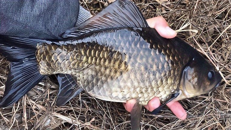 鯽魚多大【廣東釣友擒獲一條“鯽魚王”,體長堪比成人小臂,釣界驢大嘴】