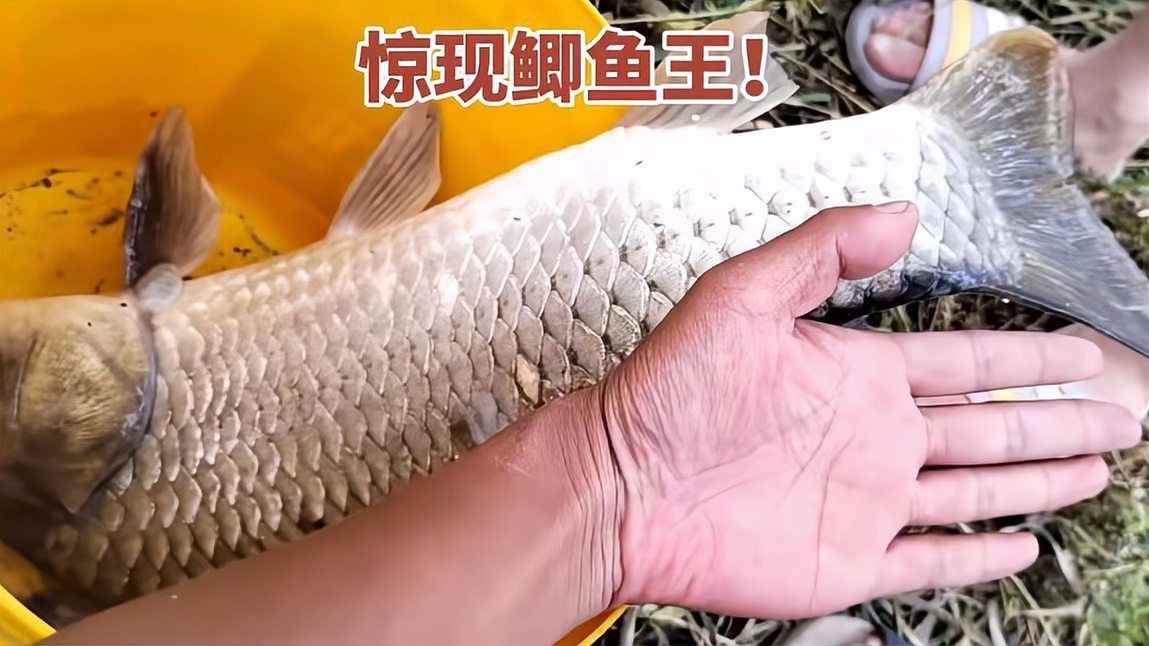 有哪些藥物可以預(yù)防金魚潰爛，預(yù)防金魚潰爛的藥物