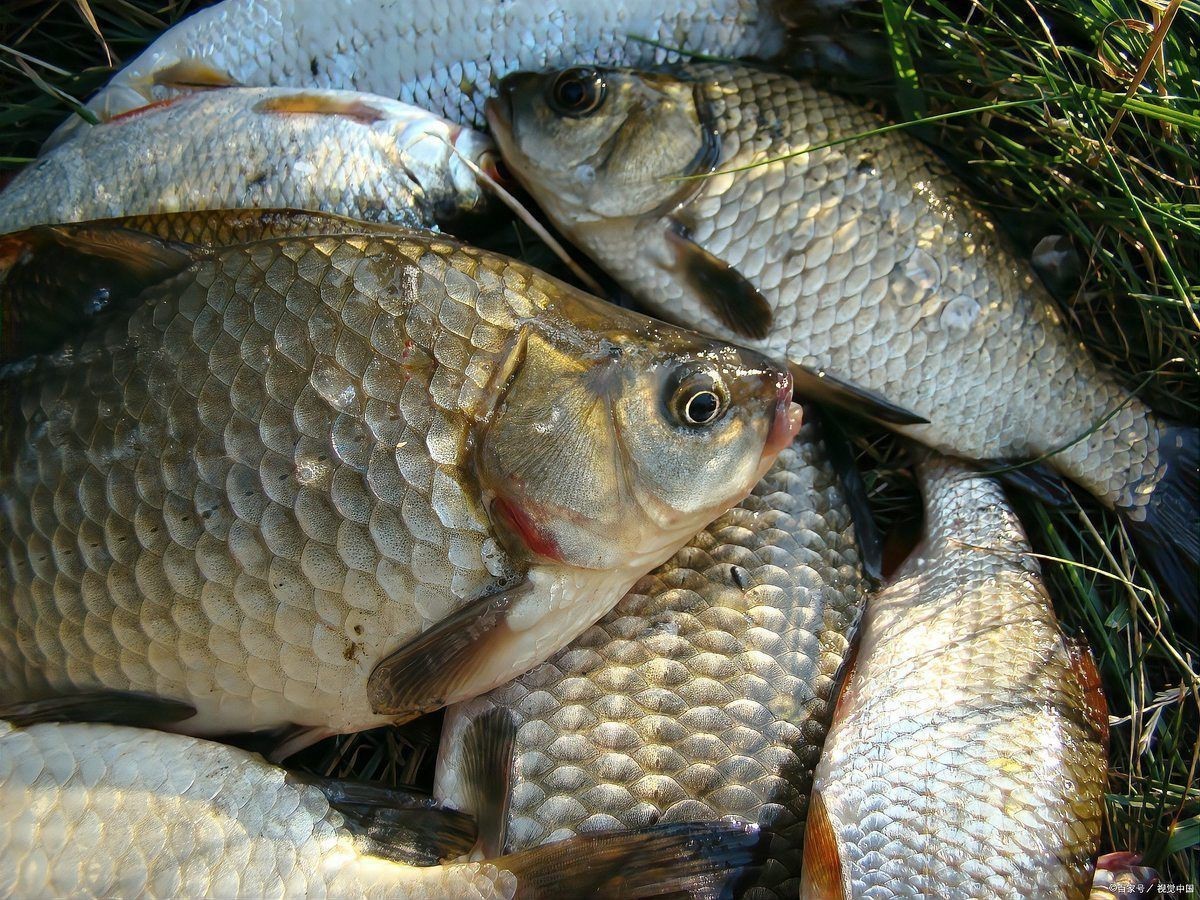 鯽魚多大【廣東釣友擒獲一條“鯽魚王”,體長堪比成人小臂,釣界驢大嘴】