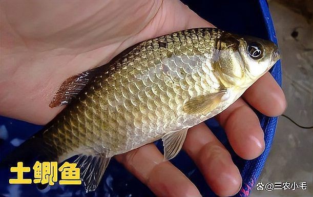 鯽魚多大【廣東釣友擒獲一條“鯽魚王”,體長堪比成人小臂,釣界驢大嘴】