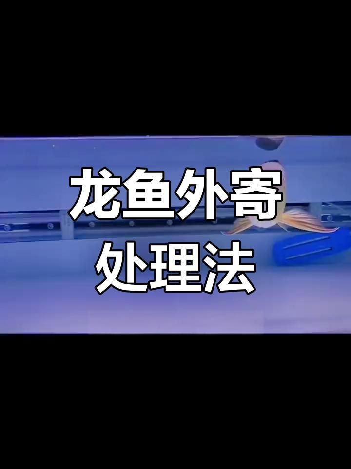 龍魚(yú)外寄多久能治好?【龍魚(yú)體外寄生蟲(chóng)癥狀與治療方法】 龍魚(yú)百科 第2張 龍魚(yú)外寄多久能治好?【龍魚(yú)體外寄生蟲(chóng)癥狀與治療方法】 龍魚(yú)外寄多久能治好?【龍魚(yú)體外寄生蟲(chóng)癥狀與治療方法】 龍魚(yú)百科 第2張
