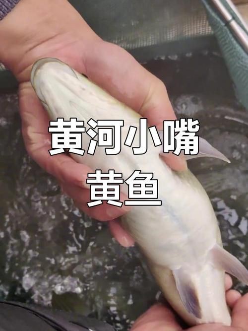 裸臀魚的鼻子【《裸臀魚的鼻子》：裸臀魚的鼻子】