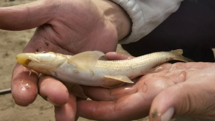 裸臀魚的鼻子【《裸臀魚的鼻子》：裸臀魚的鼻子】
