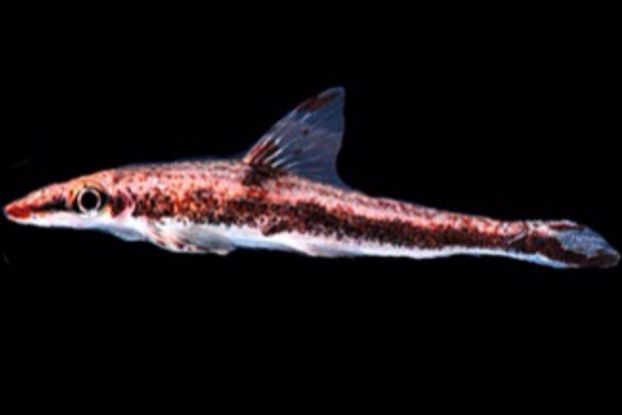 裸臀魚的鼻子【《裸臀魚的鼻子》：裸臀魚的鼻子】