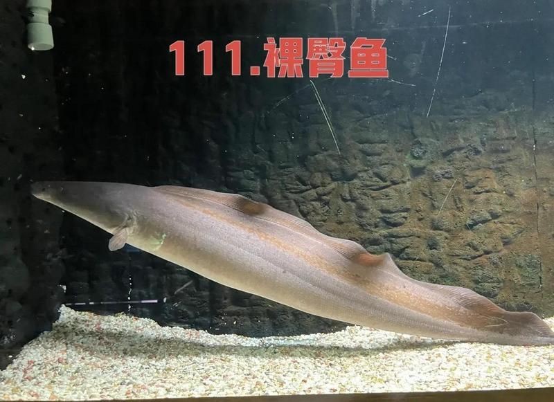 有哪些藥物可以預(yù)防金魚潰爛，預(yù)防金魚潰爛的藥物