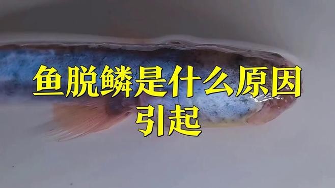 龍魚鱗片松動怎么辦？【龍魚水霉與松鱗病治療全攻略,簡單有效的操作步驟】