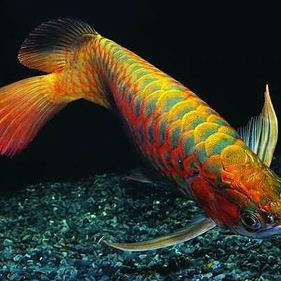 龍魚鱗片松動怎么辦？【龍魚水霉與松鱗病治療全攻略,簡單有效的操作步驟】