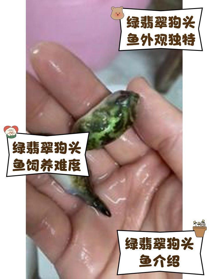 綠翡翠魚認主人的表現(xiàn)【《綠翡翠魚認主人的表現(xiàn)》】 綠翡翠魚認主人的表現(xiàn)【《綠翡翠魚認主人的表現(xiàn)》】 龍魚百科 第5張