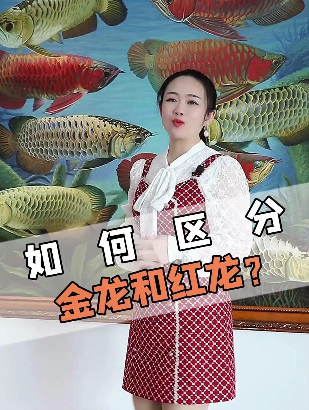 紅龍與金龍的區別【紅龍魚和金龍的區別】
