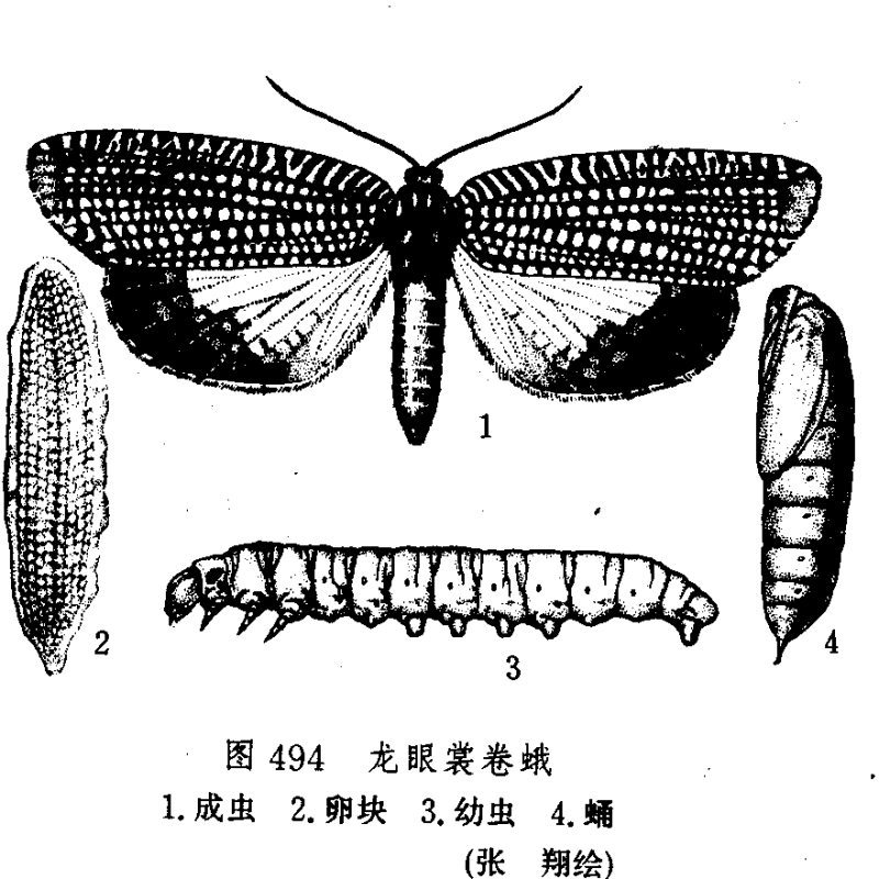 龍眼上的白色蟲是什么【如何區分龍眼上的白色害蟲】