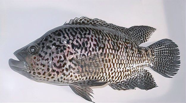 花老虎魚可以長多大【花老虎魚體型受遺傳和環境雙重影響，釣友:一天能釣幾十斤】