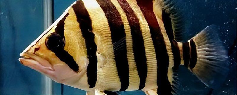 虎三紋四紋虎魚苗最簡單做法【三紋四紋虎魚苗的養殖關鍵在于模擬其自然生長環境并滿足基本需求】
