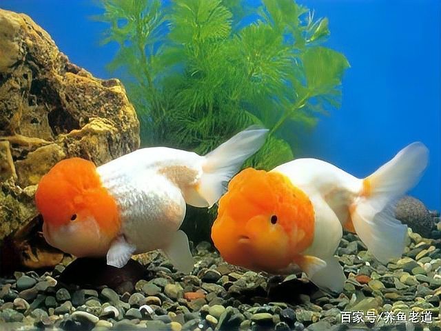 如何判斷龍魚是否適應新壁紙？【判斷龍魚是否適應新壁紙可從多方面觀察其游動狀態】