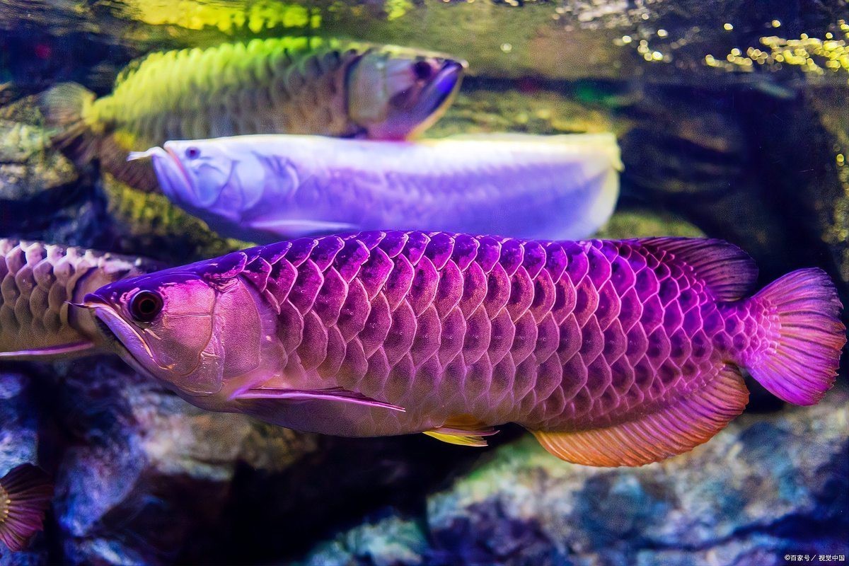 如何判斷龍魚是否適應新壁紙？【判斷龍魚是否適應新壁紙可從多方面觀察其游動狀態】