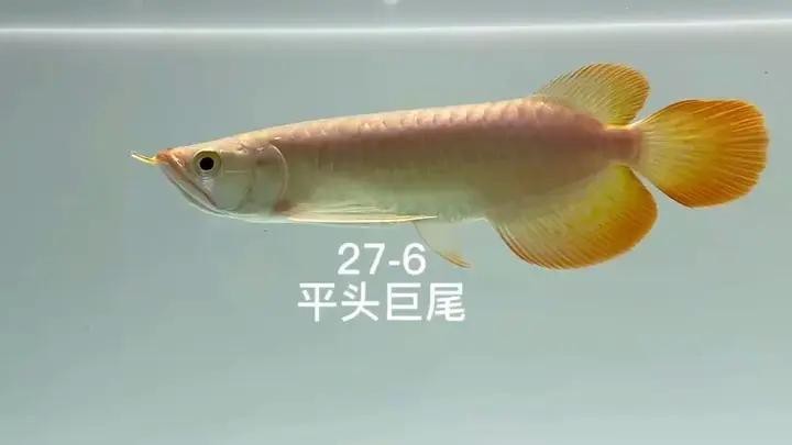 古典金龍魚和祥龍魚誰厲害【“古典金龍魚”和“祥龍魚”誰更厲害】