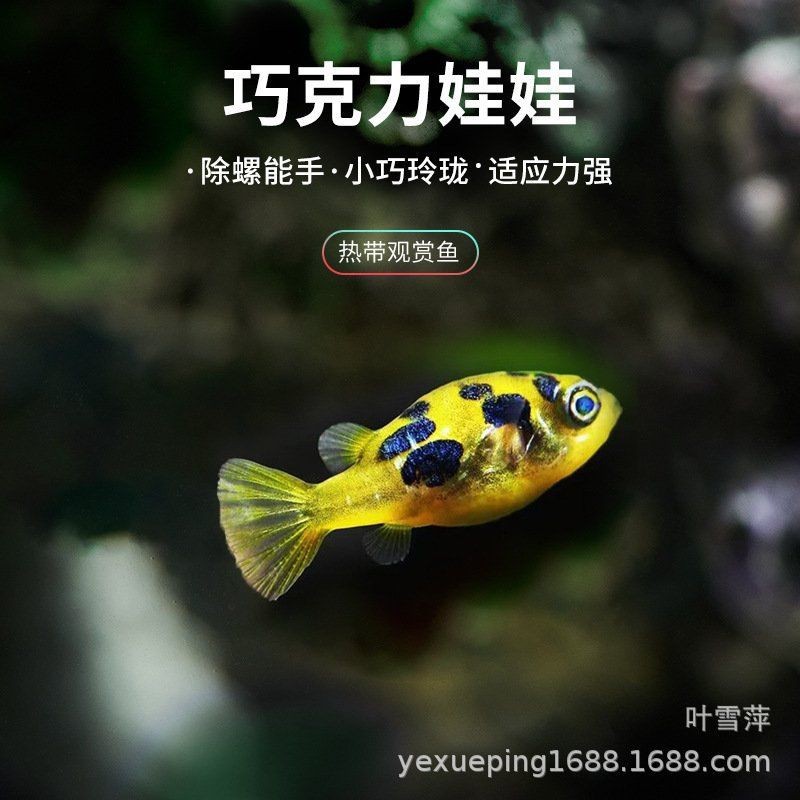 狗頭寵物河豚價(jià)格【狗頭寵物河豚價(jià)格受多種因素影響】