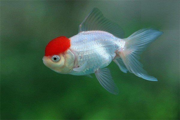 龍魚爛鰓癥狀有哪些【龍魚爛鰓怎么辦】