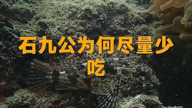石九公為何盡量少吃【石九公為何盡量少吃石九公魚（學名synanceiaverrucosa）】