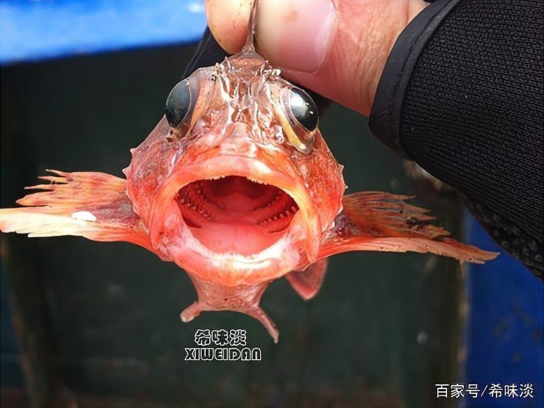石九公為何盡量少吃【石九公為何盡量少吃石九公魚（學名synanceiaverrucosa）】