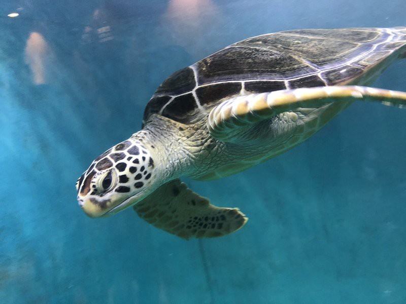 附近的水族館在哪里【北京市周邊水族館位置】
