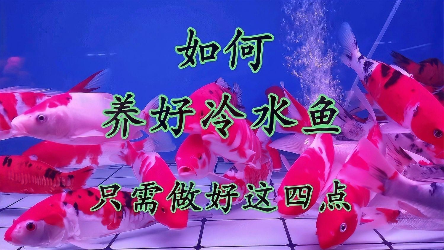 冷水觀賞魚養殖指南【《冷水觀賞魚養殖指南》】