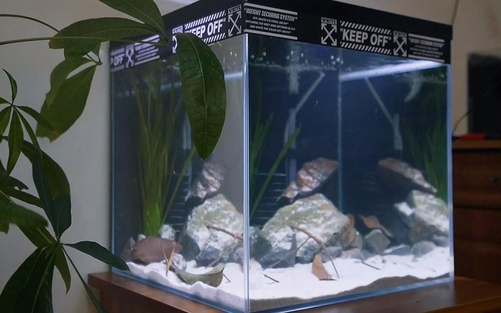 鬼王雷龍需要多大的魚缸？【大缸養(yǎng)小魚更健康雷龍魚缸尺寸選擇指南從入門到高手一步到位】