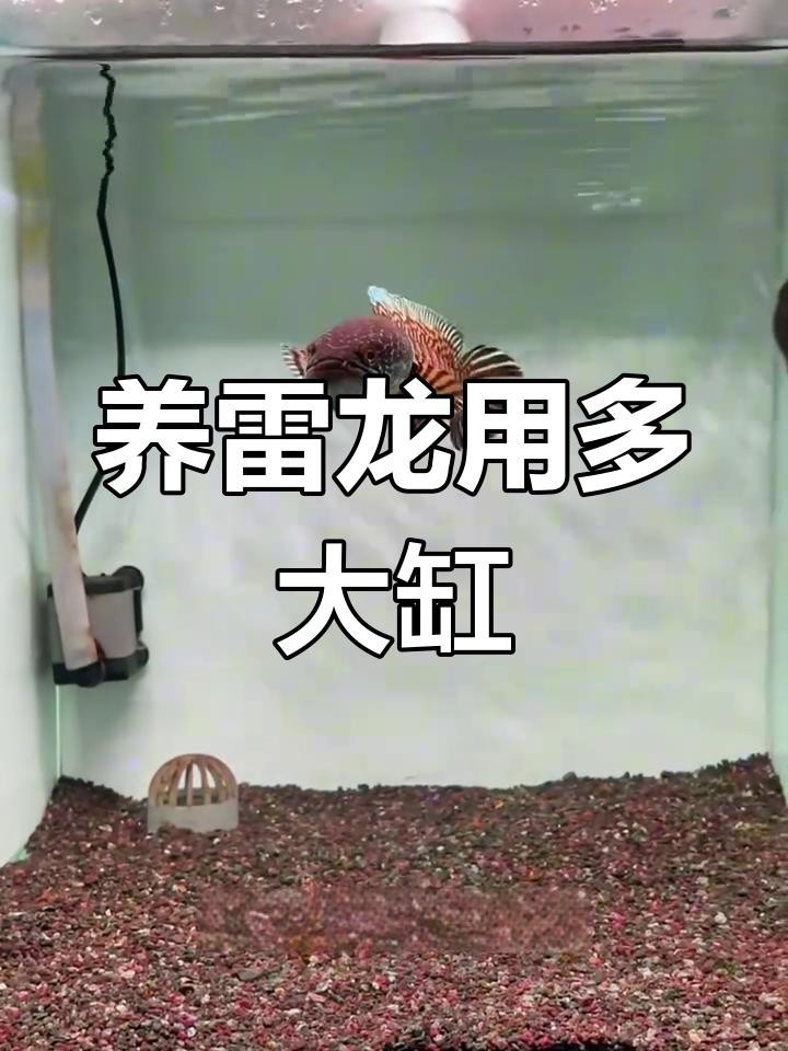 鬼王雷龍需要多大的魚缸？【大缸養(yǎng)小魚更健康雷龍魚缸尺寸選擇指南從入門到高手一步到位】