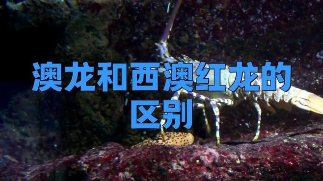 如何區(qū)分紅龍和澳龍【大師兄的生活百科小楊百科小知識紅龍和澳龍的區(qū)別】