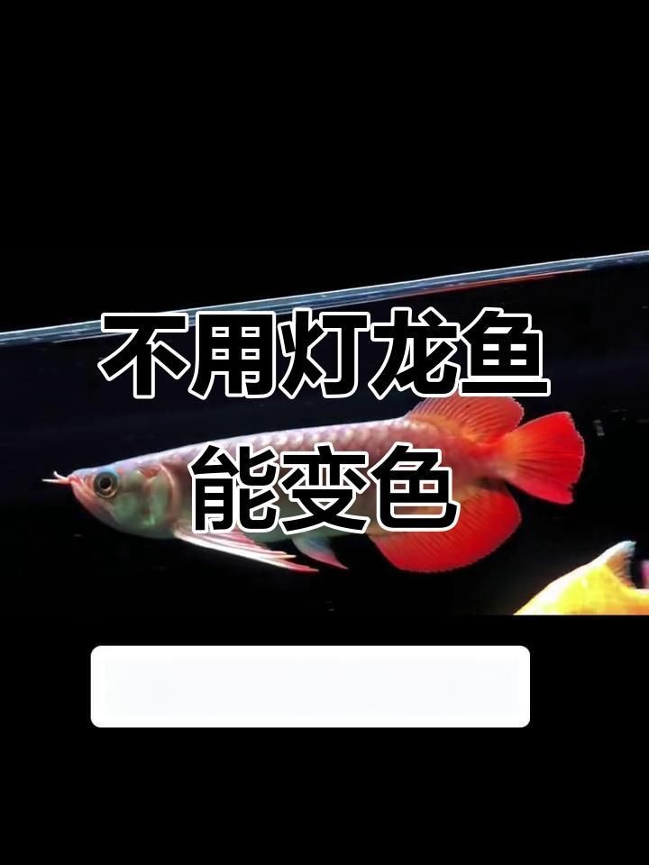 龍魚不開燈會怎樣？【-防坑手冊：龍魚不開燈會產生多方面影響】