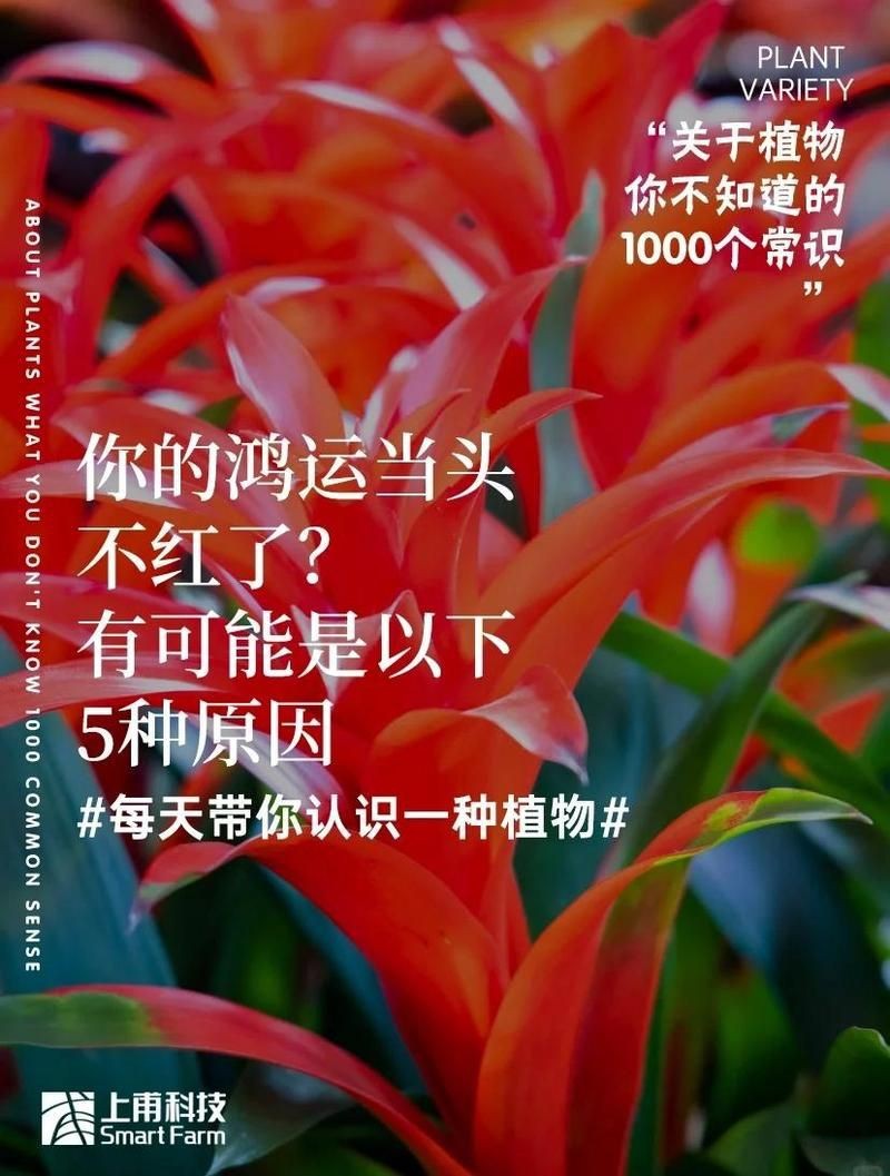 孔雀魚鴻運當頭頭不紅怎么辦【孔雀魚鴻運當頭頭不紅怎么辦鴻運當頭不紅怎么辦】