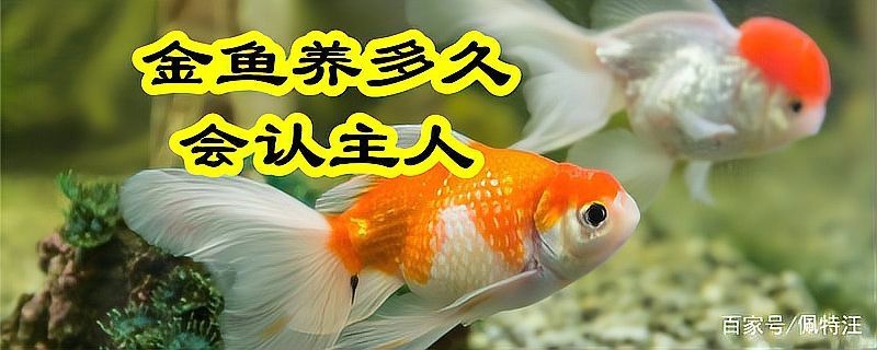金龍魚認主后有哪些表現？【金龍魚認主后會有什么表現？】
