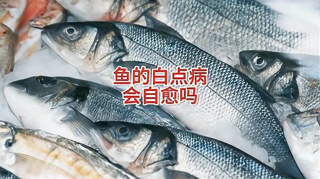 龍魚眼白點病會自愈嗎【龍魚眼白點病一般不會自愈】