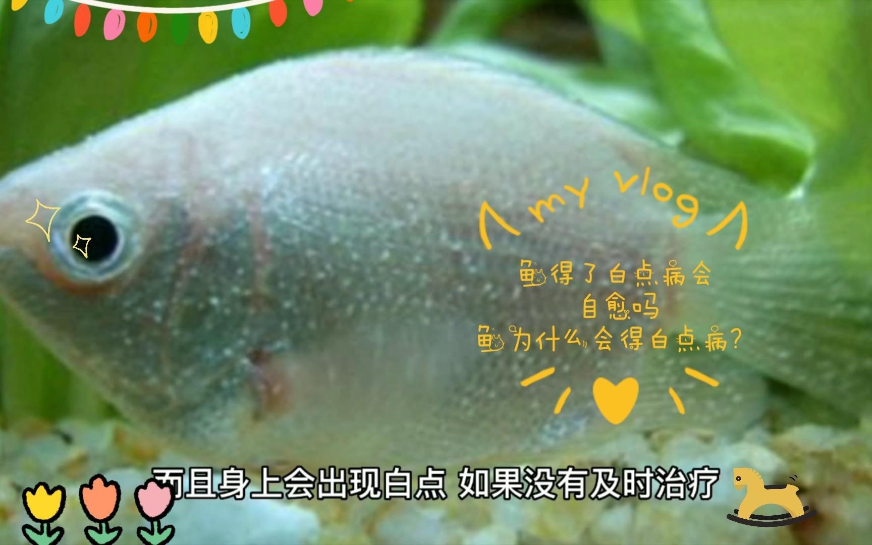 龍魚眼白點病會自愈嗎【龍魚眼白點病一般不會自愈】