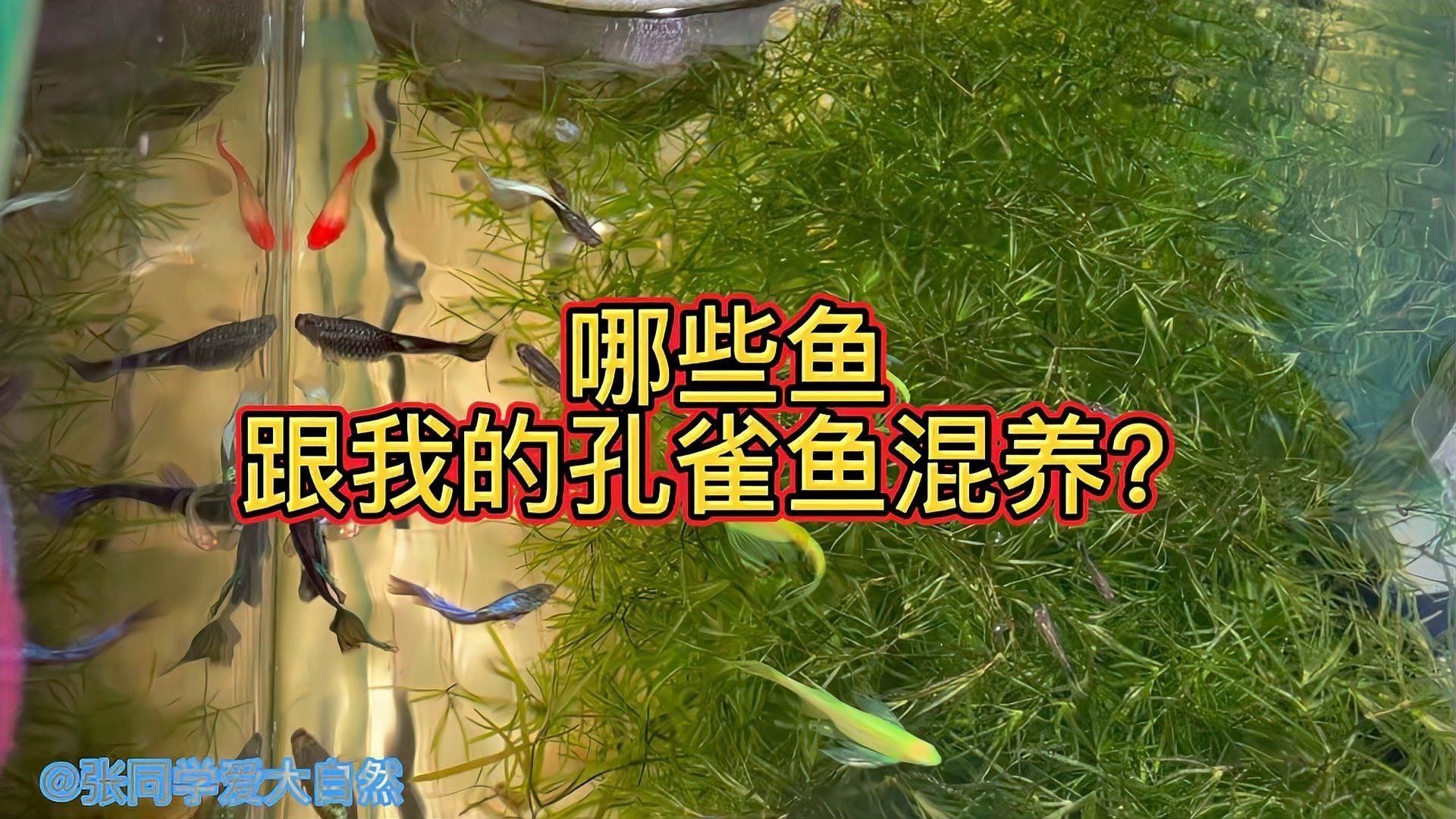 孔雀魚適合與哪些魚混養？【孔雀魚和什么魚可以混養這7種魚放心搭新手避坑指南】