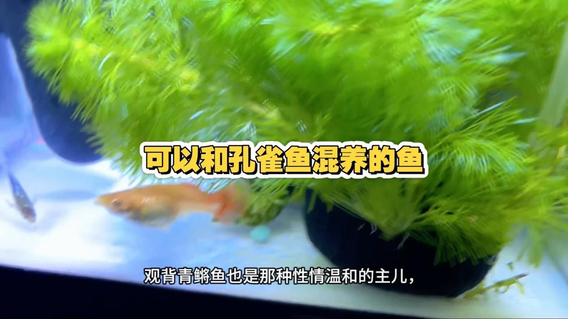 孔雀魚適合與哪些魚混養？【孔雀魚和什么魚可以混養這7種魚放心搭新手避坑指南】