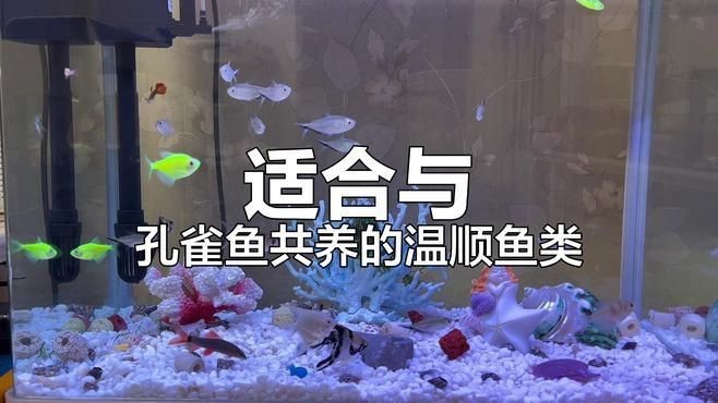 孔雀魚適合與哪些魚混養(yǎng)？【孔雀魚和什么魚可以混養(yǎng)這7種魚放心搭新手避坑指南】