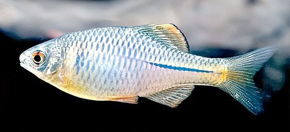 淡水五彩魚【淡水五彩魚彩虹書蟲繪了淡水中五彩魚的神仙魚世界】